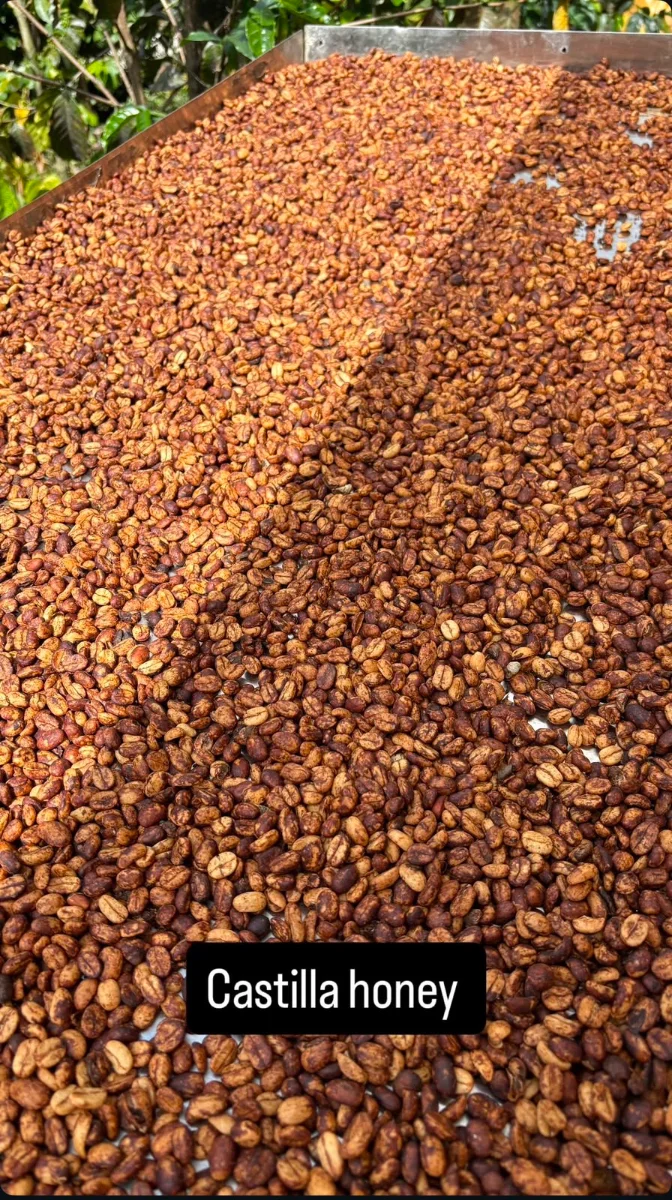 Foto de Montierra Café